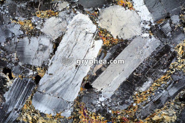 Métagabbro à Hornblende LPA x3,5 - gryphea.com